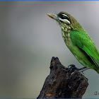 White-cheeked Barbet