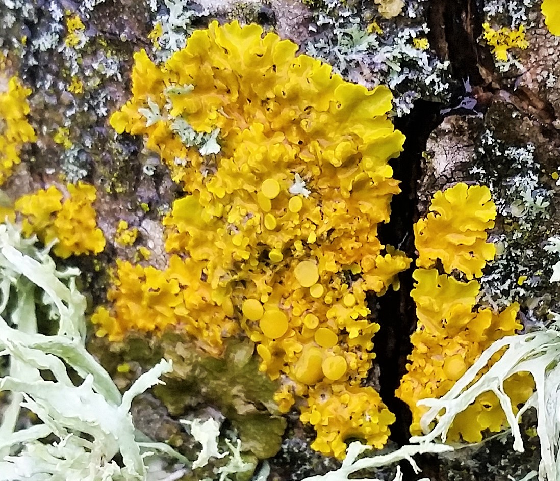 Yellow scale lichen