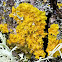 Yellow scale lichen