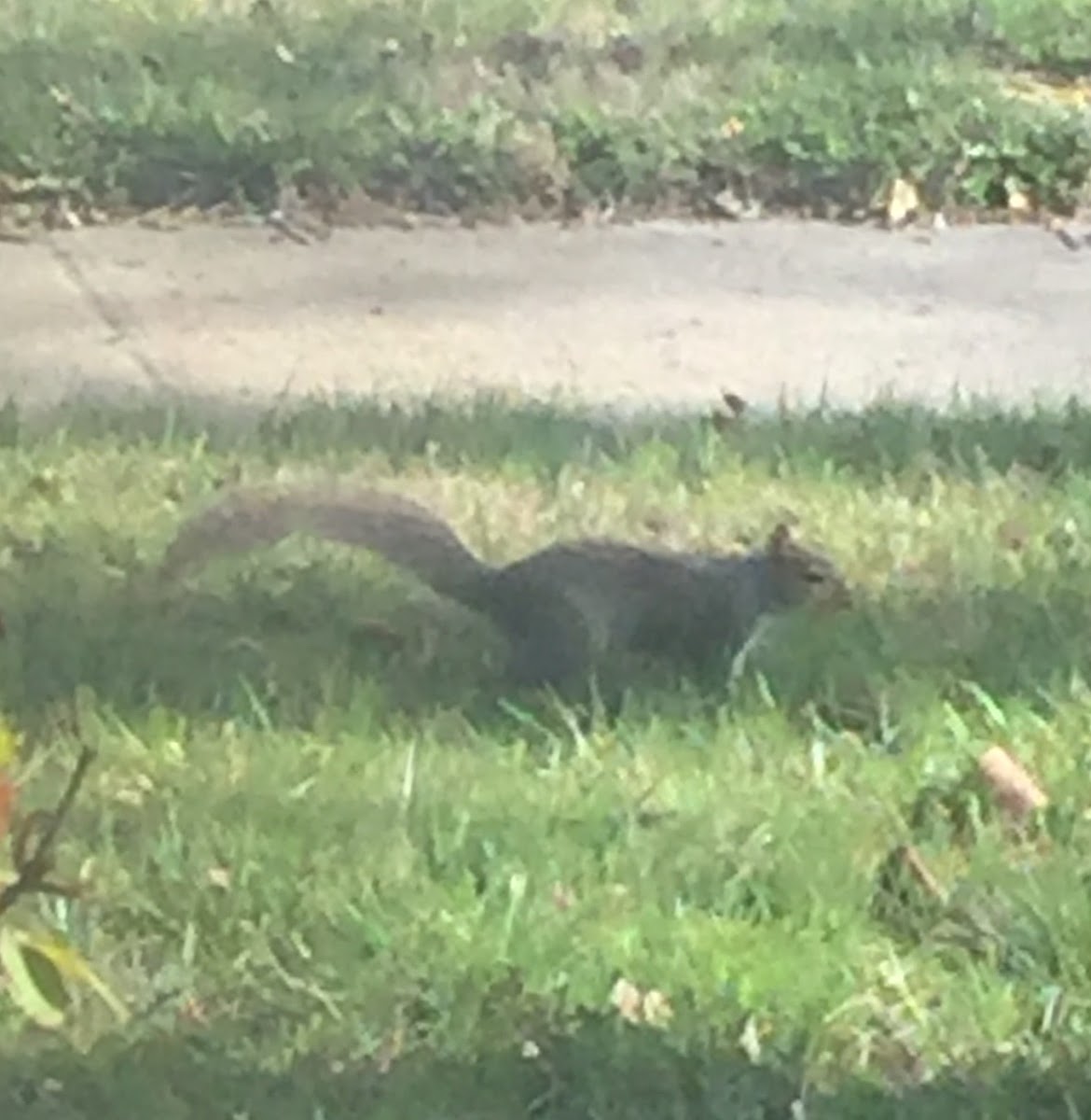 Eastern Grey Squirrel