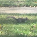 Eastern Grey Squirrel