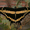 Thoas Swallowtail