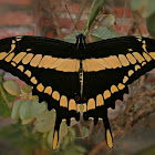 Thoas Swallowtail