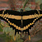 Thoas Swallowtail