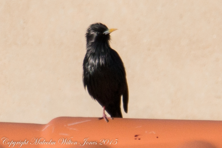 Spotless Starling; Estornino Negro