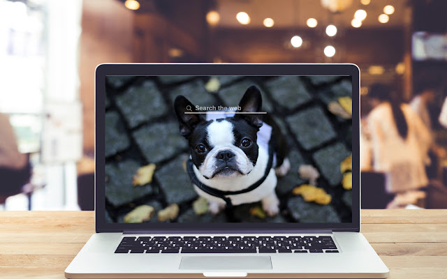 French Bulldogs HD Wallpaper Dog Theme