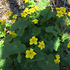 Marsh marigold