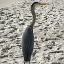 Great Blue Heron