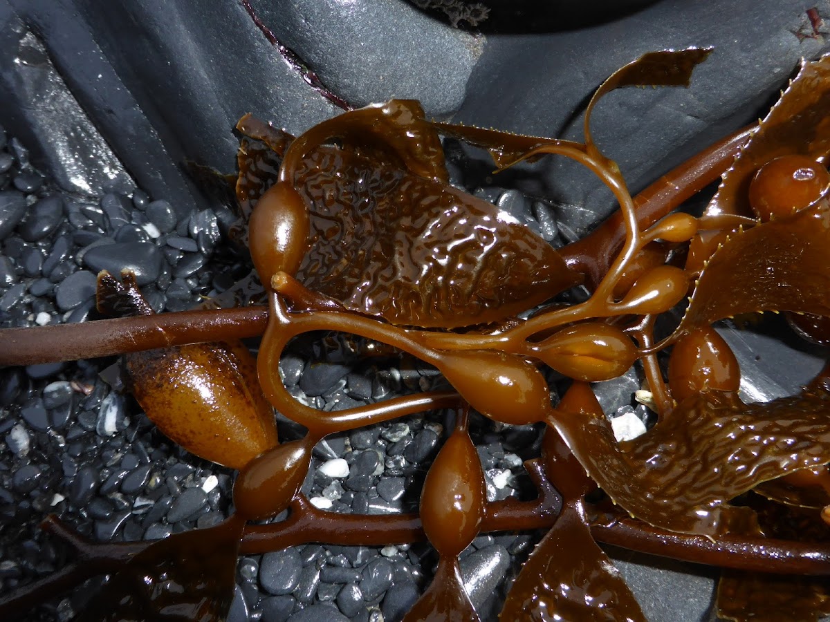 Giant Kelp