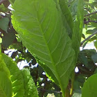 American Pokeweed