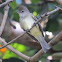 Yellow-bellied elaenia