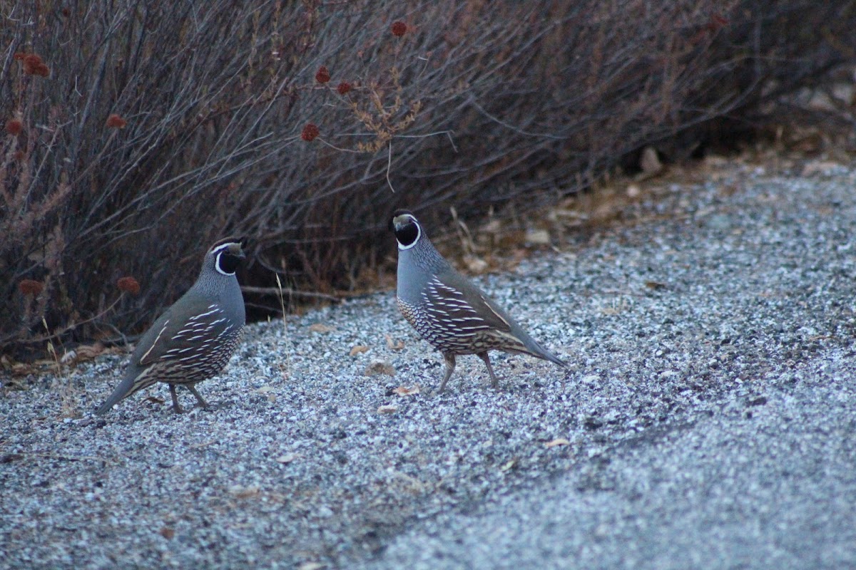 California Quail