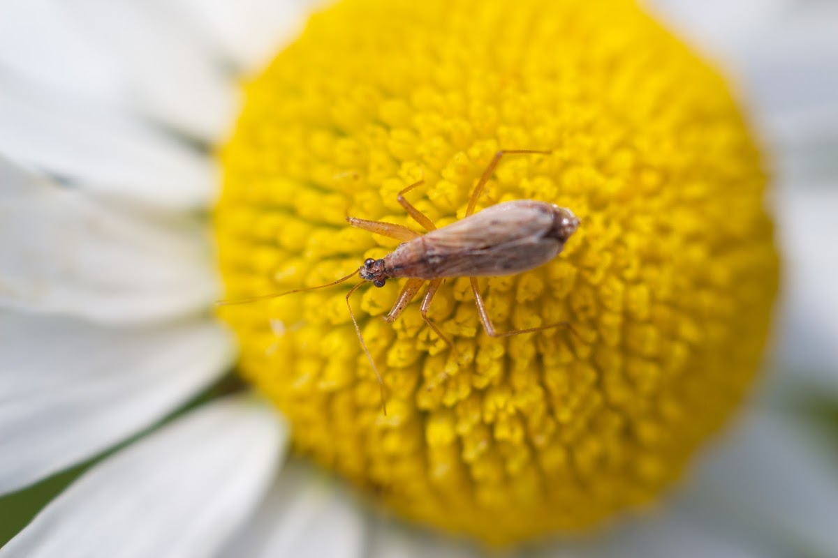 common damsel bug