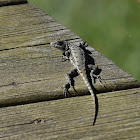 Eastern Fence Lizard