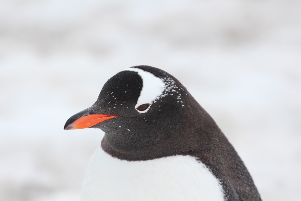 Gentoo penguin