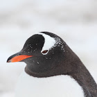 Gentoo penguin