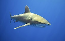 Shark Wallpapers HD Theme small promo image