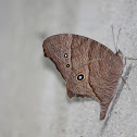 Common Evening Brown