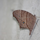 Common Evening Brown