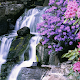 Download Water Garden Live HD Wallpaper For PC Windows and Mac 1.0