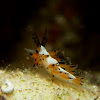 Nudibranch