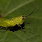 Spotted green grasshopper nymph