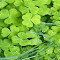 Image du logo de l'article pour Lucky four leaf clover wallpaper