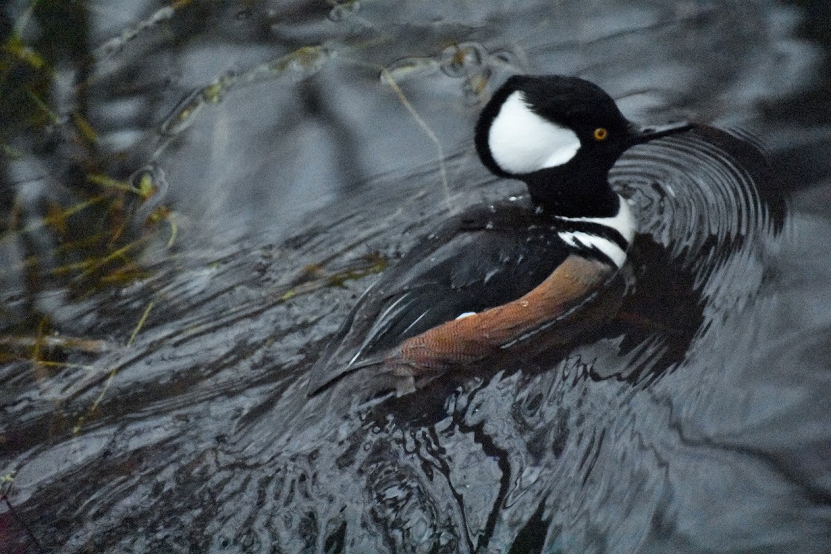 Hooded merganser