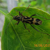 Long-horn Beetle