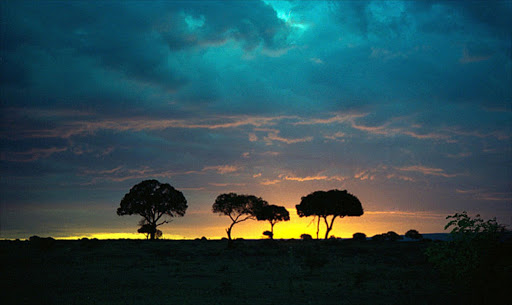 Sunset silhouetting acacia trees in Masai Mara, Kenya