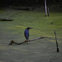 Green Heron