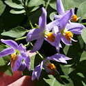 Brazilian Nightshade