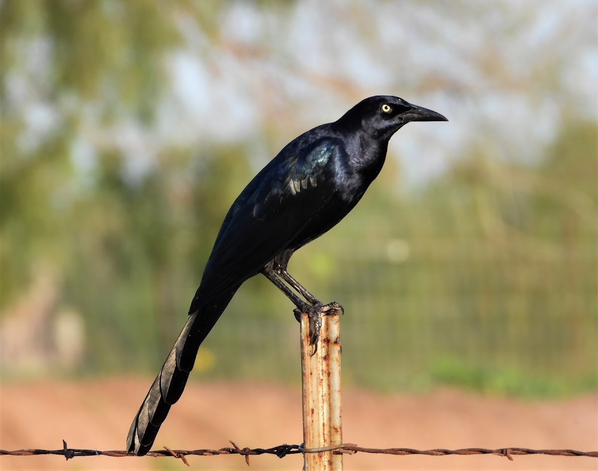 Great-tailed grackle (male)