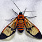 Tiger moth