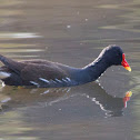 Common Moorhen