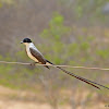 Fork-tailed Flycatcher