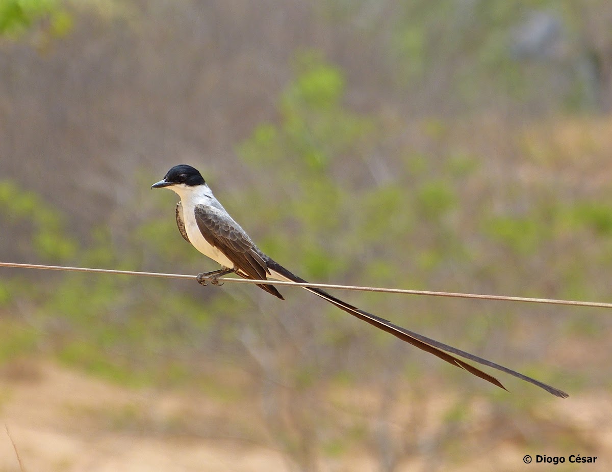 Fork-tailed Flycatcher