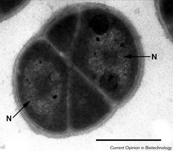 Microscopia eletrônica de um D. radiodurans