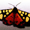 Cream spot tiger moth