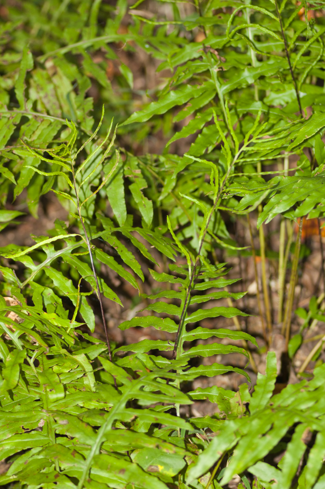 Netted Chain Fern