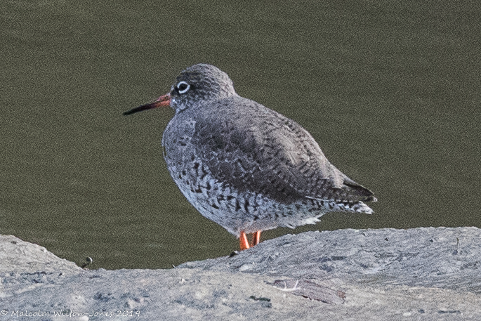 Redshank