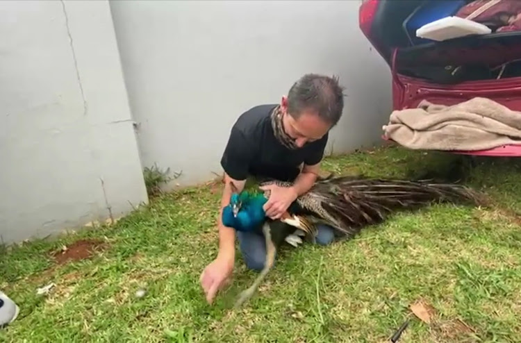 Durban 'snake man' Jason Arnold with the peacock he rescued from the boot of an overturned car on Monday.