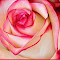 Item logo image for spring roses Wallpaper