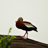 Black bellied whistling duck