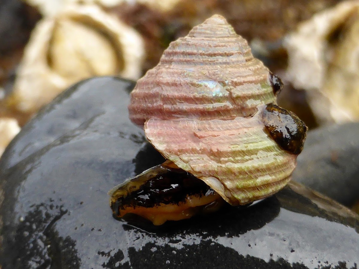 Blue-Ringed Top Snail