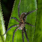 Tiger Wandering Spider