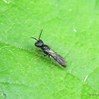 Tiny black wasp