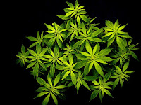 Ganja Leaf Wallpaper Download