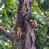 Cream-colored Woodpecker