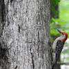 Red bellied woodpecker